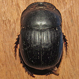 Metacatharsius troglodytes